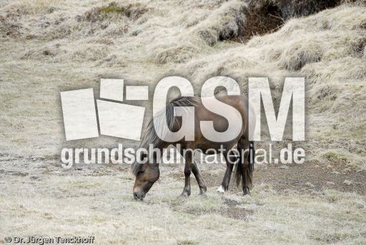 Islandpferde (5 von 50).jpg